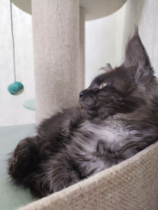 Девочка Мейн-кун с документами.