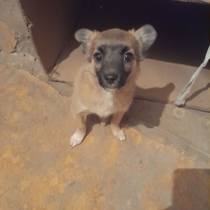 Отдам щенка в хорошие руки