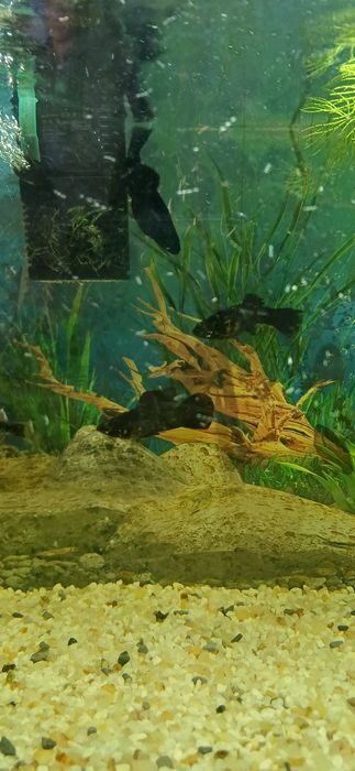 Рыбки Моллинезии