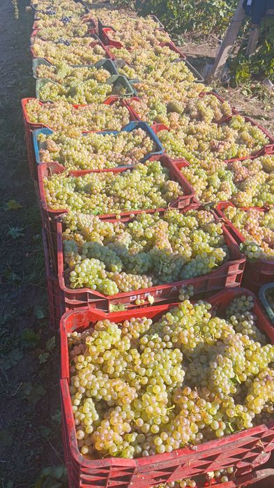 Vand struguri de vin livrez la domiciliu pret 3 lei kg