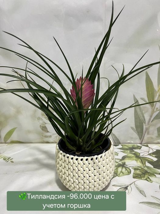 Орхидеи, Антуриум, Женское счастье и др