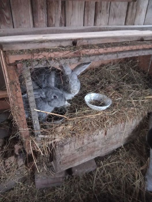 Iepuri rasa mixta
