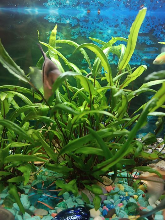 Растение в Аквариум
