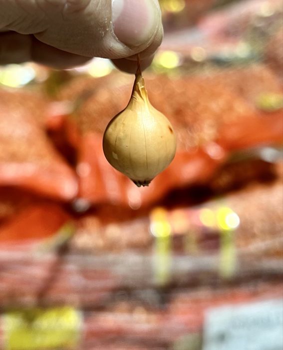 Depozit Arpagic Olanda diferite soiuri Stuttgarter, Sturon, Red Karmen