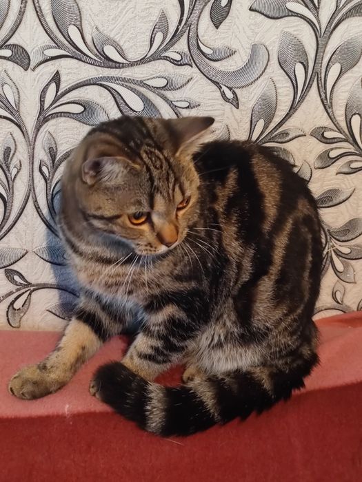 Британский котик ищет Дом