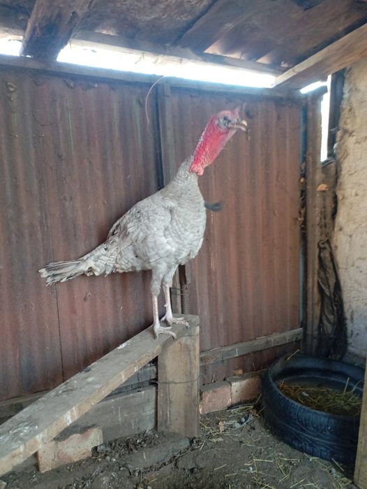 Падони индюк ннннннн