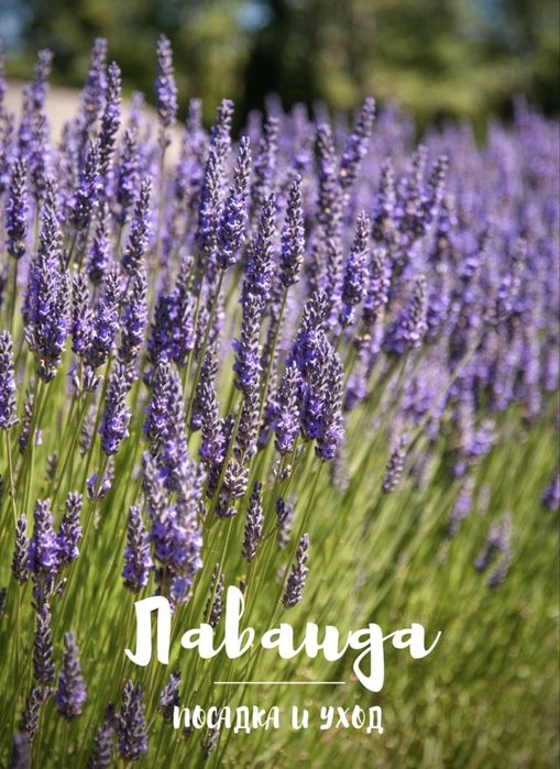 Саженцы лаванды с полей нашей базы