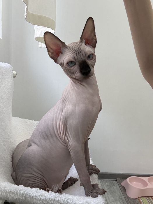 Pui Sphynx Canadian disponibili/felisa inregistrata la TICA