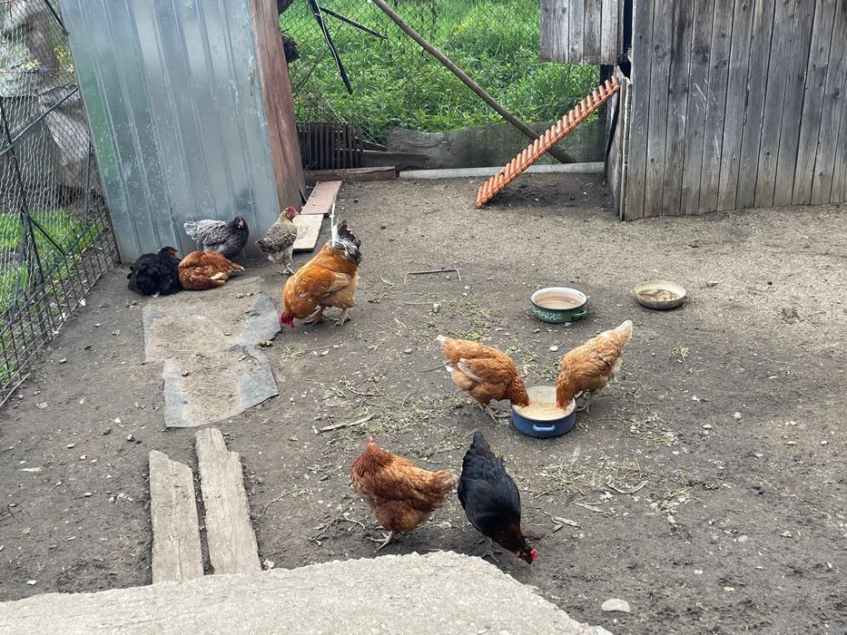 Vând familie de 8 găini si 1 cocos de casa