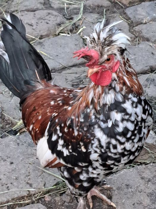 Cocos pitic de vanzare