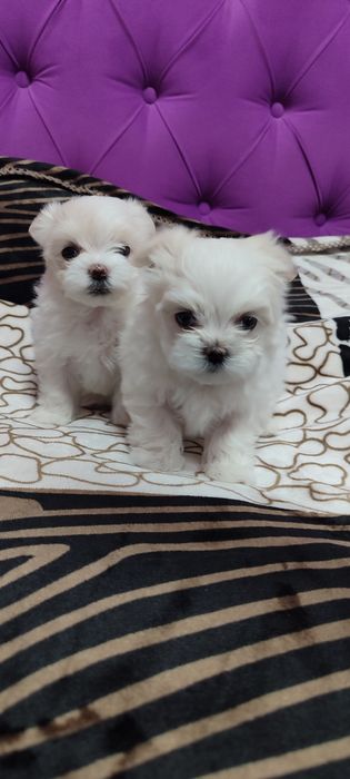 Продам щенят Мальтезе