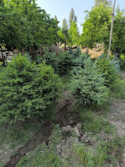 Голубой ель энг зурлари