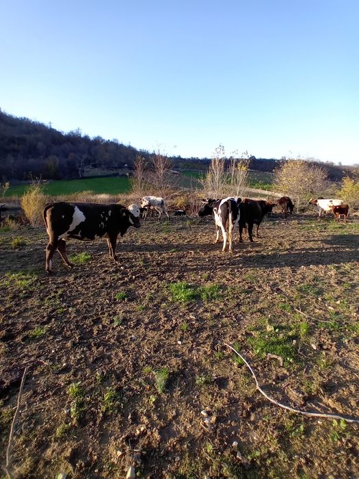 Три броя заплодени юници/ бременни в осми месец/.