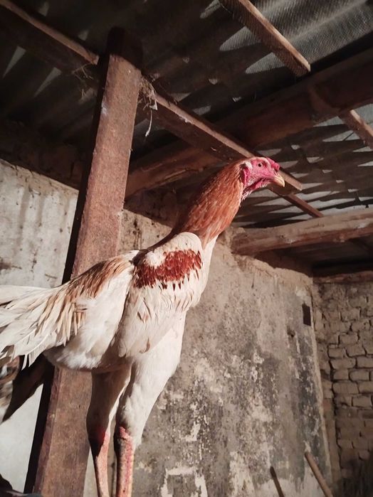 Қораз Дакан 8 айлық