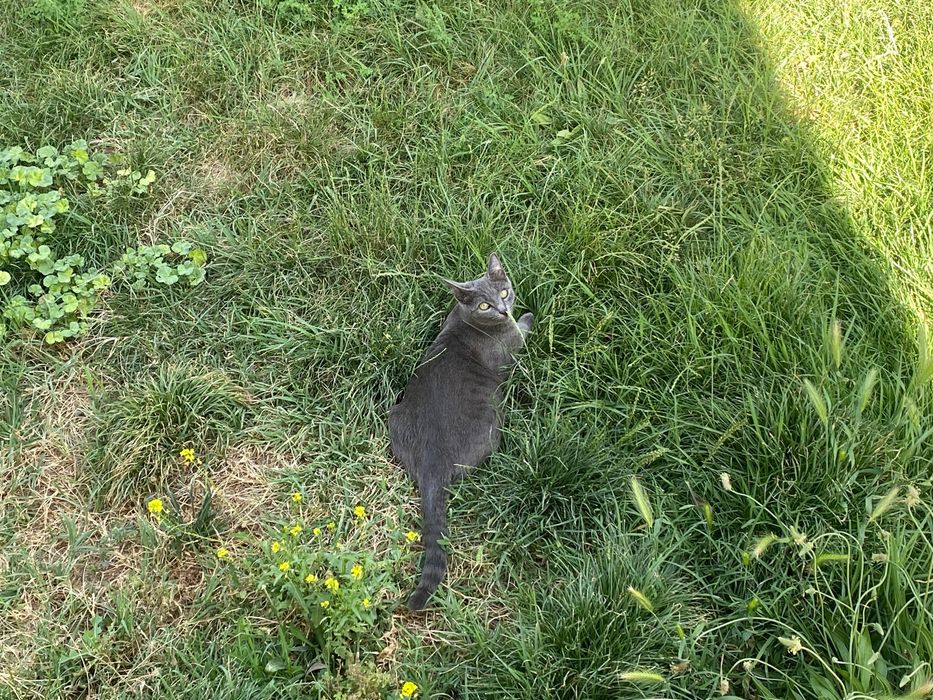 потерялась кошка