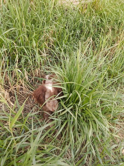 Охотничий собака