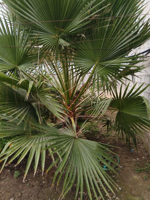 Palma kuchati soiladi kelishamiz