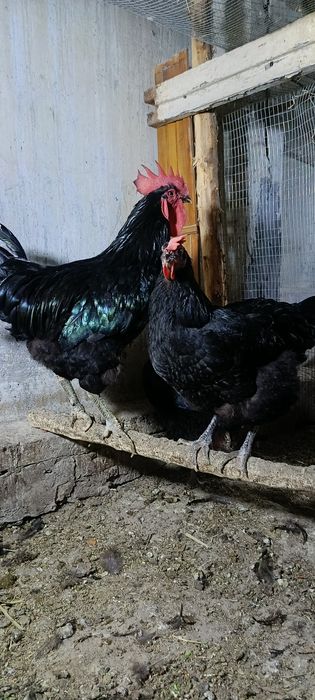 Qora shaxzoda sotiladi Qora shaxzoda
2+1 
Narxi 900.000
Manzil Fargʻon