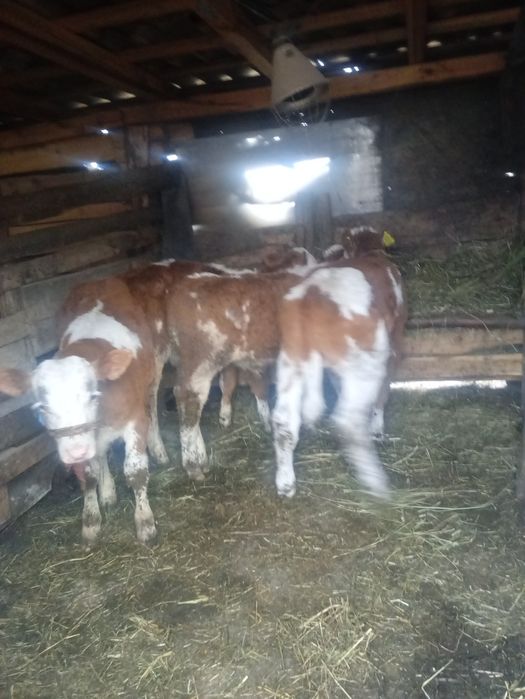 Vitei de  vânzare masculi