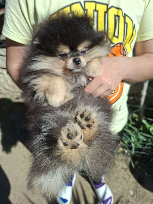 Померан момченце