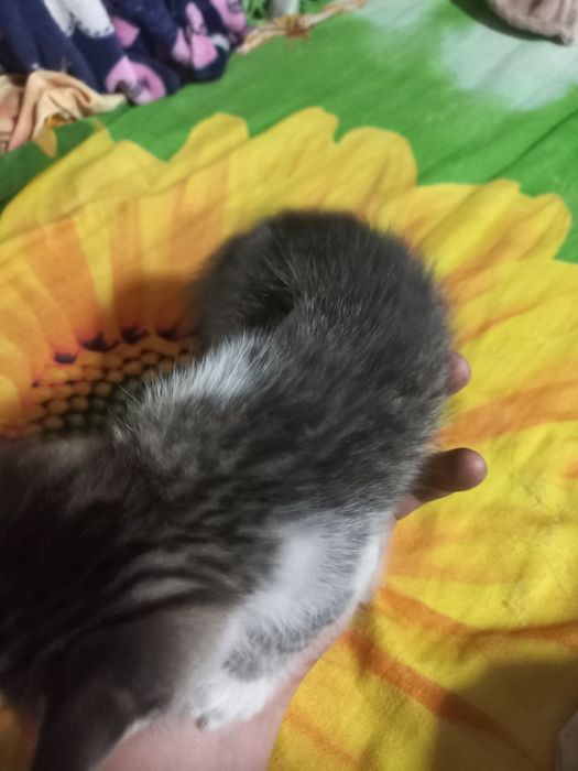 Отдам котят бесплатно