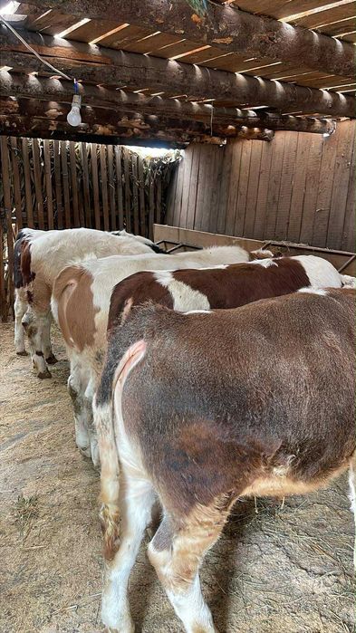 Viței cu o medie de 300 kg !