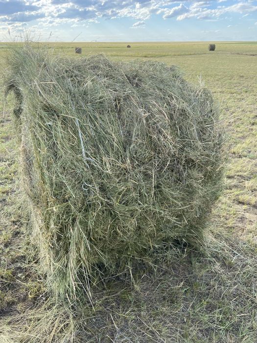 Продам сено в рулонах