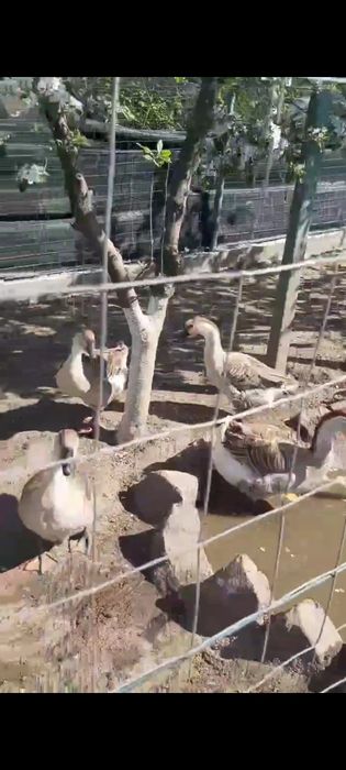 Salut am 3giste și un giscan de vânzare