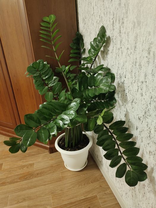 Продам заманакулькас ,