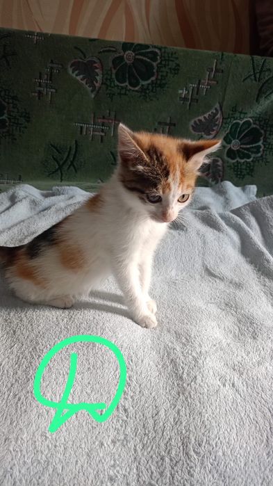 Котята  2 месяца в добрую семью