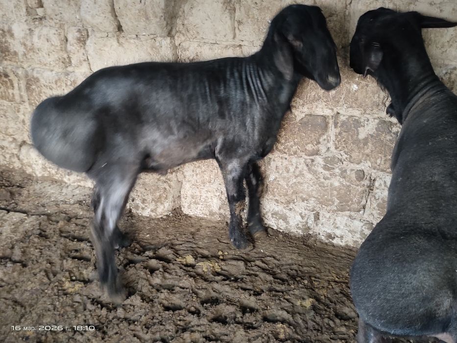 Куйлар супер нархда.