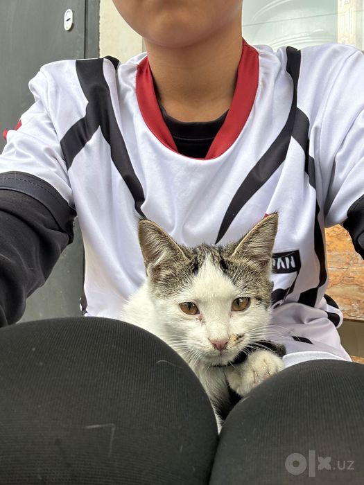 Отдам котенка в добрые руки.
