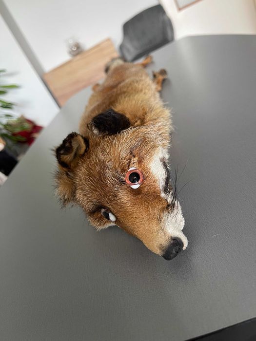 Естествена кожа от лисица (цяла).