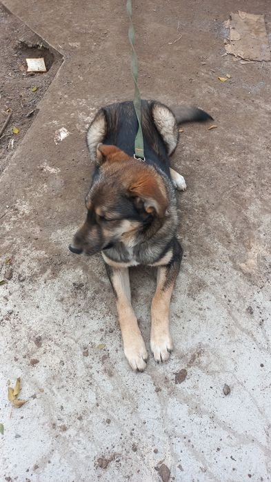 Отдам собачку в добрые руки