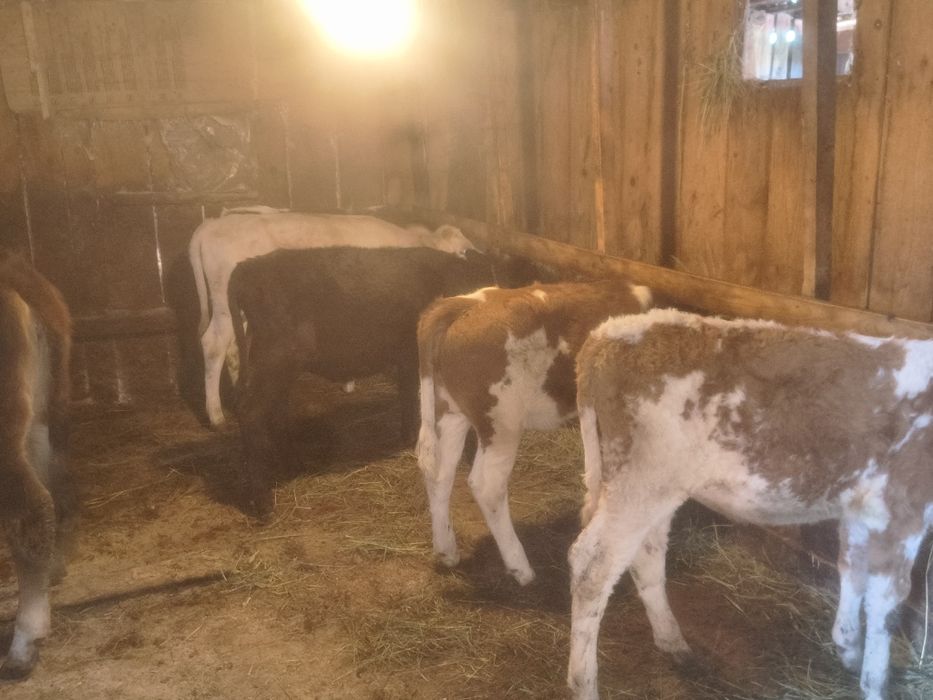 Vițele de vînzare bălțate românești frumoase