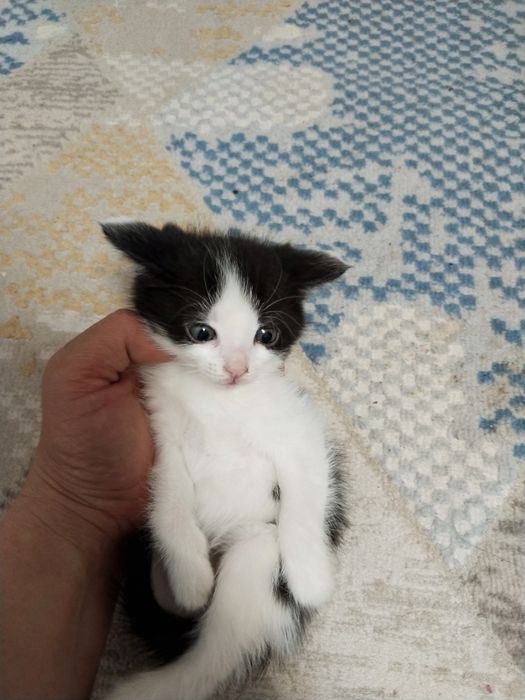 Отдам даром котят