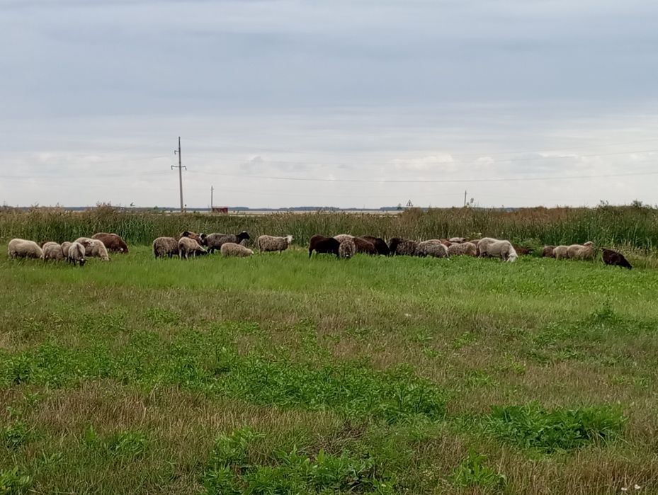 Продам баранов 53 головы