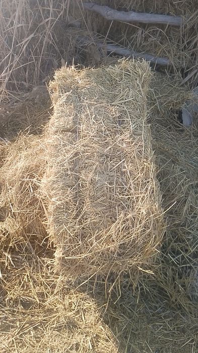 Сомон бугдой и шоли беда. Бугдой дон