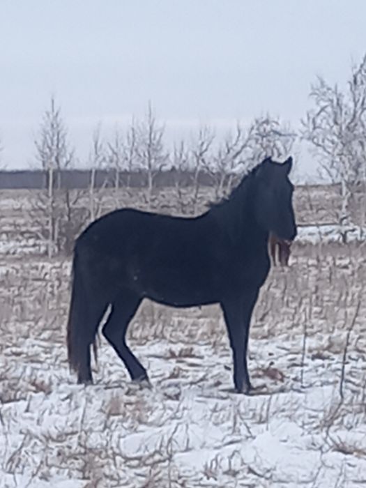 Семіз тай сатылады