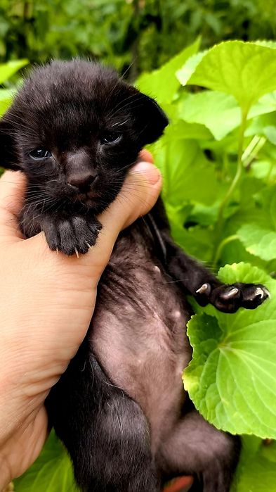 VIP. Ориентальные котята! Luxorio Katano