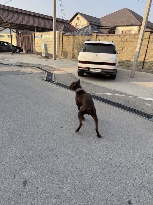 Доберман собака 8,9 месяц.