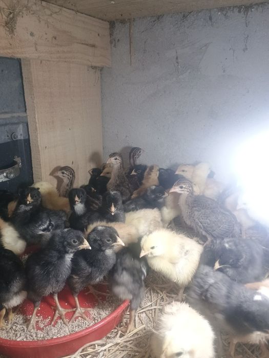 Pui kabir și bibilici