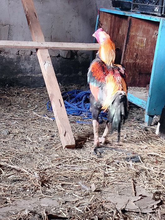 Дакан кораз сатылады