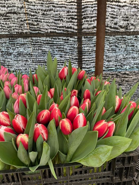 Гүлдер сатылады Продается Цветы