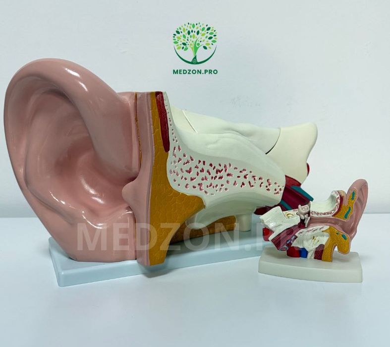 Анатомические Муляж Уха