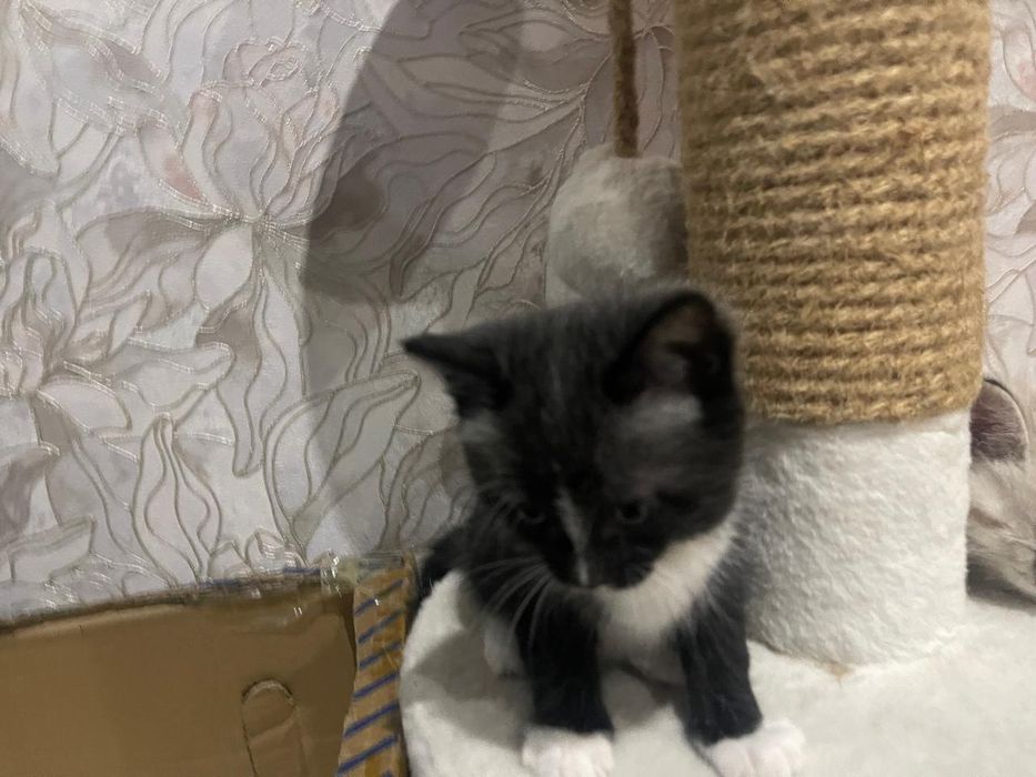 Отдаем кошек в хорошие руки