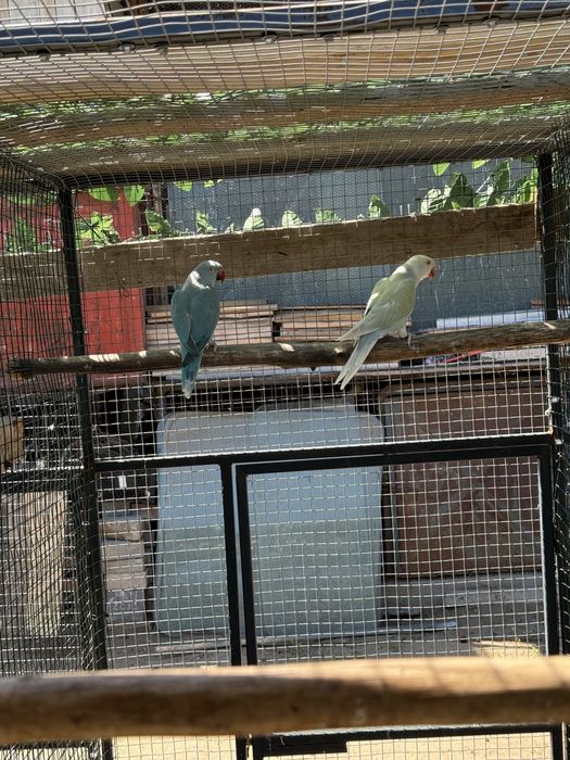 Perechi mature papagali micul alexandru