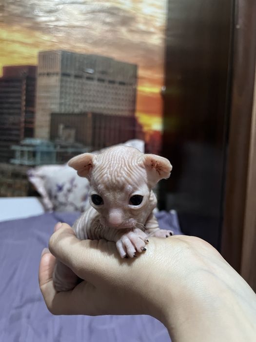 Котята канадского сфинкса — открыта бронь