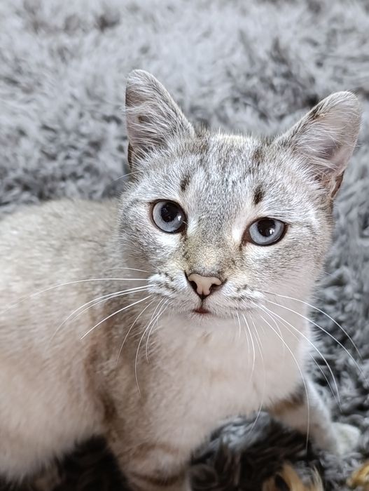 Слава ищет дом и заботливых мампап.