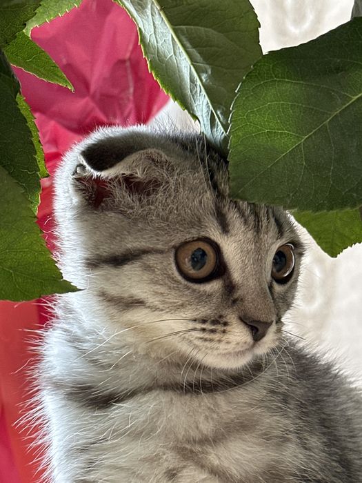 Котенок  Шотландский